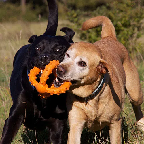 Major Dog Octopus Retrieval Ball Fetch Toy